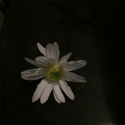 蝴蝶传媒app：数字内容新星崛起,蝴蝶传媒app引领行业变革